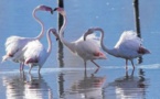 La danse des flamants roses à l'étang de Chjurlinu