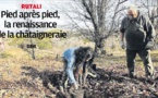  Pied après pied, la renaissance de la châtaigneraie