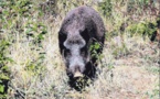 Pas de changement pour les dates de fermeture de la chasse au sanglier