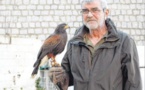 Les buses et les faucons sont de retour dans le ciel ajaccien