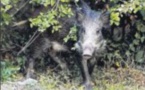 Fermeture de la chasse au sanglier le 31 mars