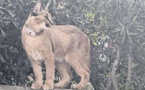 Animaux sauvages : la capture d'un caracal relance le débat