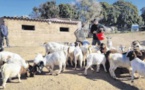 A mandria di a pila : l'élevage caprin unique en Corse