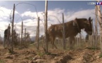 Des agriculteurs corses reviennent à la traction à cheval