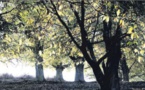  Le Rotary sollicite les viticulteurs pour sauver "l'arbre à pain"
