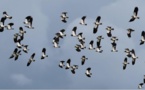 Mare latinu : Le temps des grandes migrations pour des milliers d'oiseaux