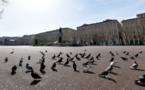 Les pigeons bisets, rois de la place Saint-Nicolas