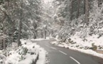  FÔRET DE PADULA  un décor de Noël au printemps