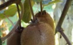 Le Kiwi de Corse obtient un précieux sésame avec l'IGP