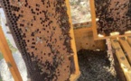 Cent quarante ruches détruites par de l'insecticide