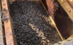 Destruction de ruches : le syndicat d'apiculture 2B condamne fermement " cet acte odieux"
