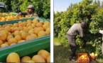  5 000 tonnes à récolter, le pomelo résiste bien à la crise