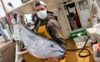 Du pêcheur au consommateur un "drive" sur le port de Calvi