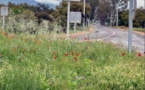  La belle saison des coquelicots