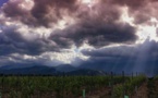 Des vignes bien vigoureuses