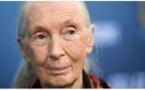 Jane Goodall : "Prenons conscience que la pandémie est liée à notre manque de respect pour le monde naturel"