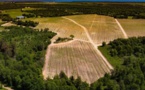 Petit à petit, la vigne change de robe 