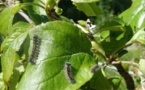 La chenille redémarre dans les feuillages c'est le bombyx disparate ...