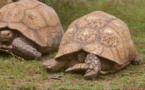  Le parc animalier A Cupulatta attend son classement