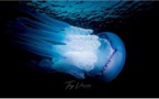 Concours photo SNSM Bastia : que la mer est belle ! 