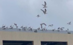 Sur un hangar perchées