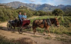 Un brin de liberté au milieu des vignes du Clos Culombu 