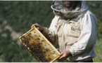 La production de miel Corse fortement menacée