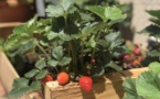 Fium'orbu Castellu Oriente    Une crise sanitaire qui a porté ses fruits dans les jardins