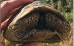 ENVIRONNEMENT  Prudence pendant la saison des tortues d'Hermann