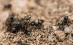 Tapinoma magnum : une invasion de fourmis menace la biodiversité dans les jardins, potagers et maisons de Corse
