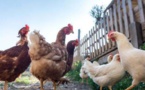 SERRA DI FERRO  L'acquisition de poules chez soi explose
