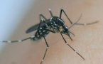 Effet confinement : moins de maladies tropicales liées au moustique tigre