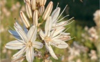 30 fiori da piantà per aiutà l’ape 