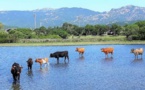PORTIVECHJU   Comme un air de Camargue à Georgeville 