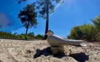 FIUM'ORBU-CASTELLU   Plages : attention aux nids des oiseaux migrateurs