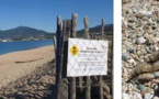 Mise en sécurité des oisillons sur le littoral insulaire