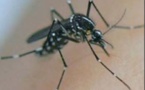 LUTTE ANTIVECTORIELLE   L'année des moustiques