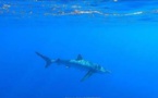 CAP CORSE  Un plongeur croise un requin peau bleue