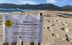 PRUPIÀ   Attention aux nids d'oiseaux sur la plage !