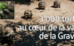 3 000 tortues au coeur de la vallée de la Gravona