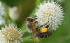 Mélange fleuri, sainfoin, trèfle, bleuet : ces plantes dangereuses pour l’AOP Miel de Corse 