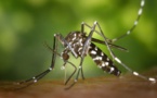 Moustiques et maladies : que faut il savoir ?