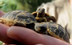 La police de l'environnement au chevet de la  tortue d'Hermann  