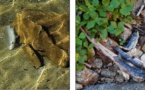 Des dizaines de poissons retrouvés morts dans le Melu 