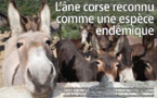L'âne corse reconnu comme une espèce endémique