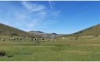 Au plateau du Coscionu : reconquête pastorale et préservation de la biodiversité 