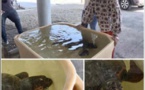 BASTIA   Une tortue caouanne secourue