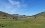 ALTA ROCCA   Préservation de la biodiversité sur le plateau du Cuscionu