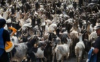De Galeria à Lozzi, la longue marche vers le Niolu