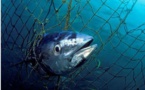 Corse : des pêcheurs italiens interpellés alors qu'ils braconnaient dans la réserve de Bonifacio